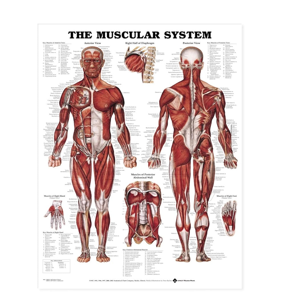 Anatomical Charts