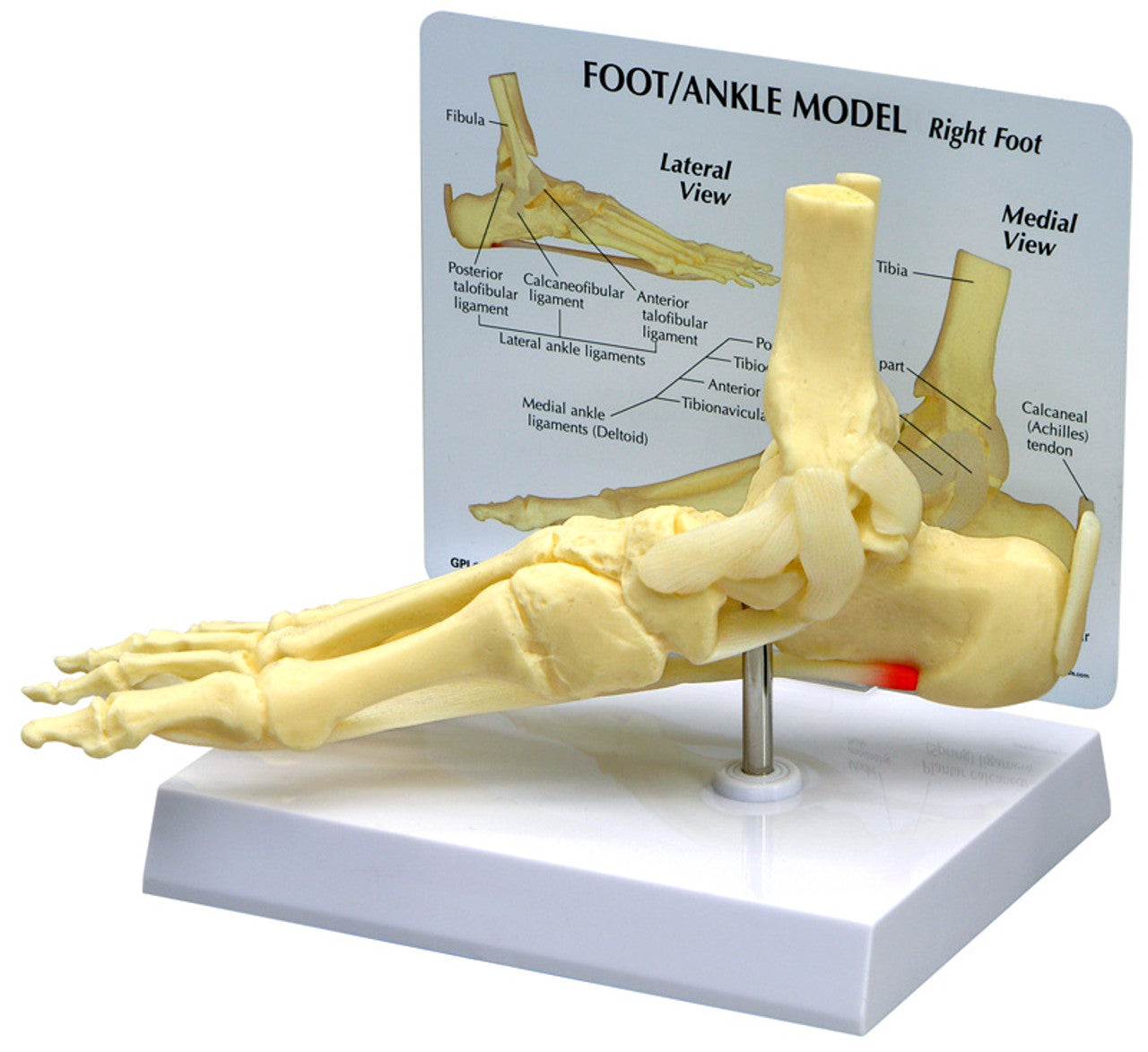 Foot and Ankle Skeleton