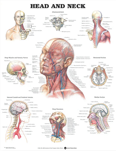 Head and Neck