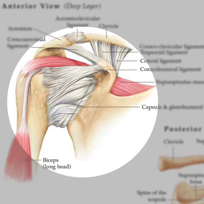 Anatomy and Injuries of the Shoulder