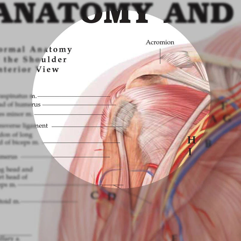 Anatomy and Injuries of the Shoulder