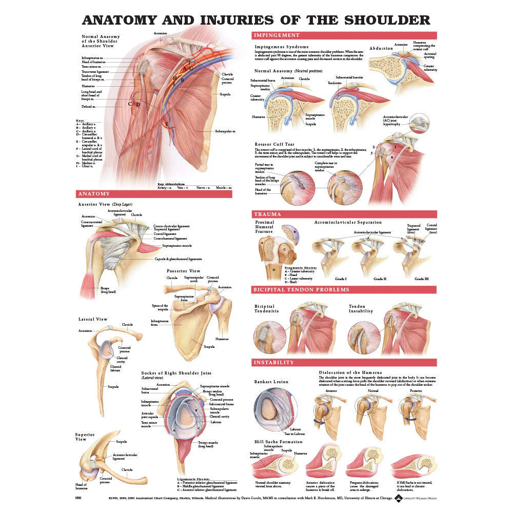 Anatomy and Injuries of the Shoulder
