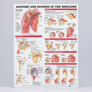 Anatomy and Injuries of the Shoulder