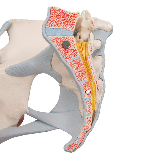 Female Pelvis Skeleton Model with Ligaments, 3 part