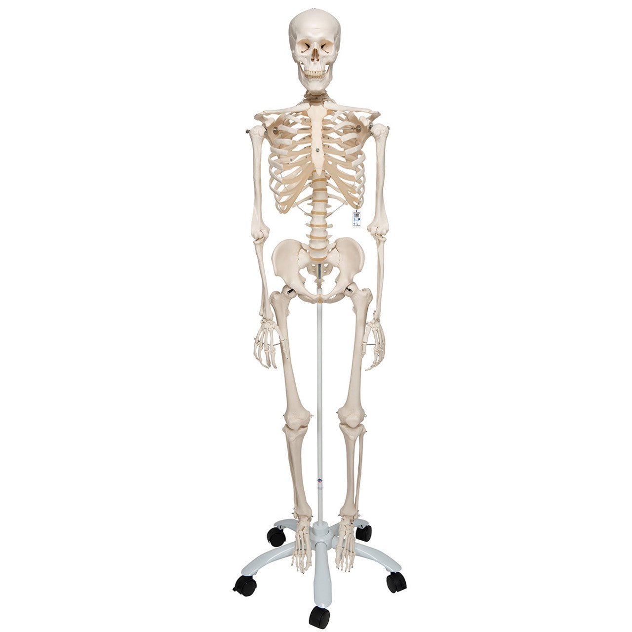 Standard Human Skeleton
