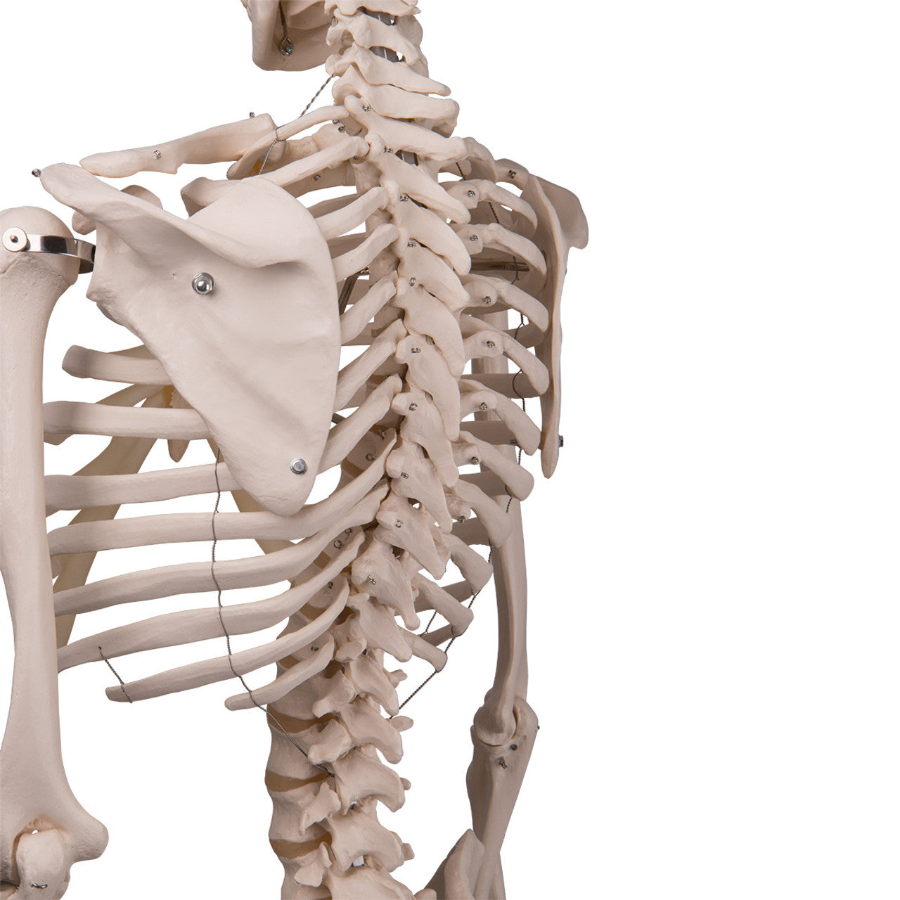 Standard Human Skeleton