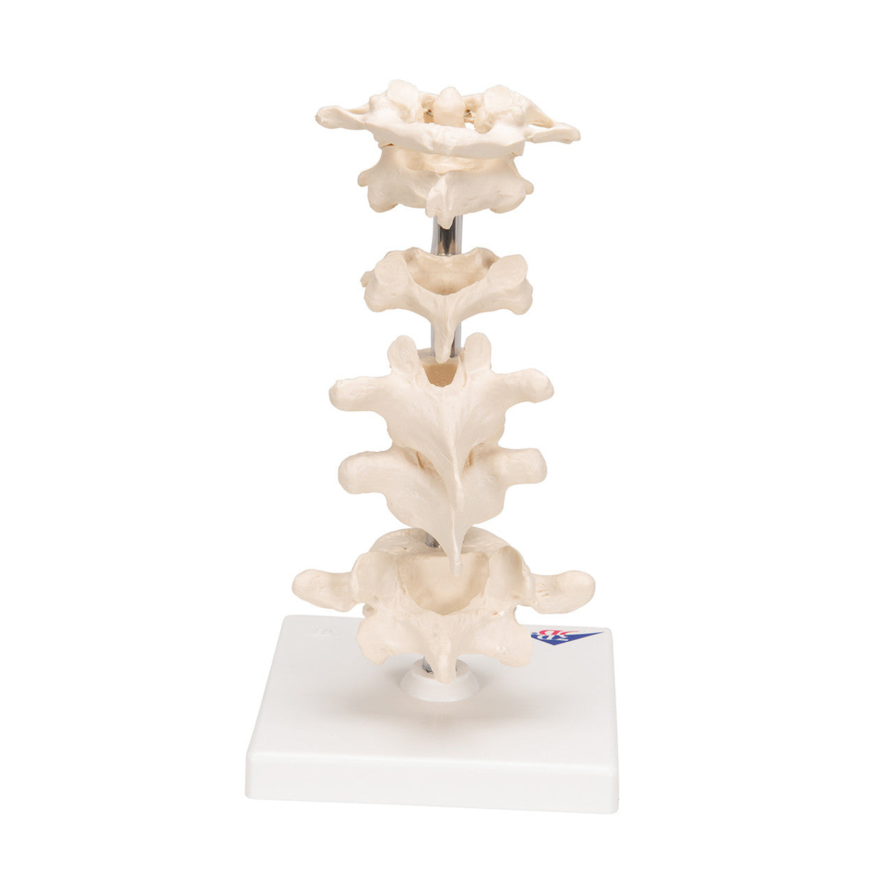 6 piece vertebrae