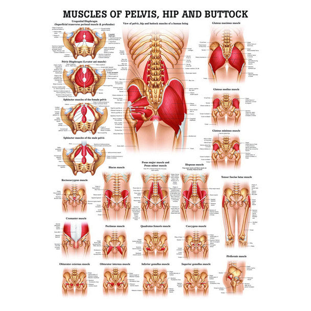 Muscles of the Pelvis, Hip and Buttock - Chart