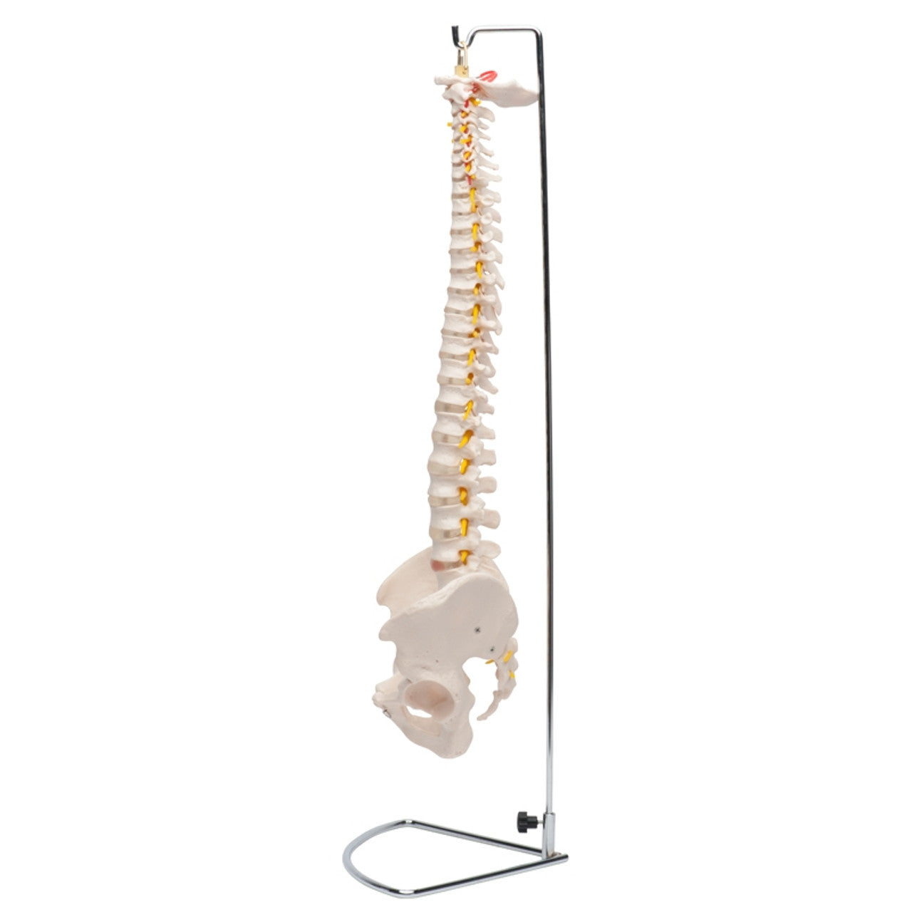 Premier Flexible Spine Model with stand