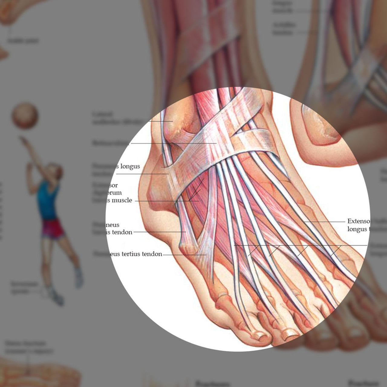 Foot and Ankle (Laminated) - physio supplies canada