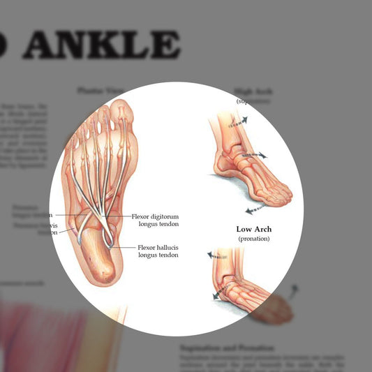Foot and Ankle (Laminated) - physio supplies canada
