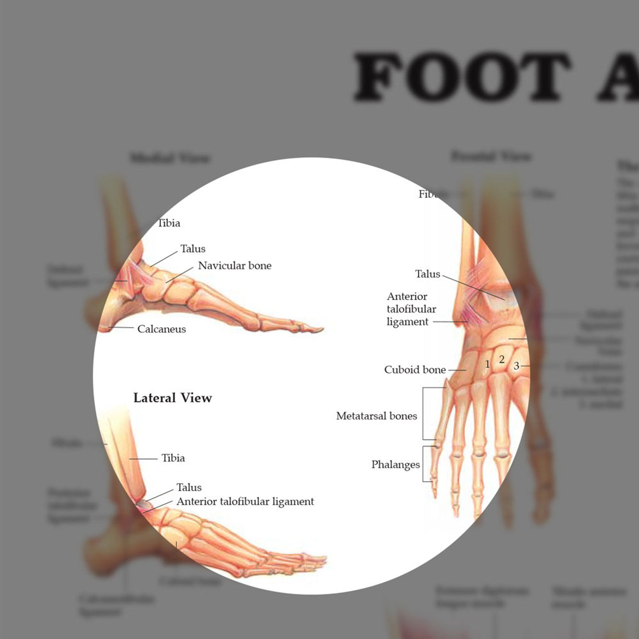 Foot and Ankle (Laminated) - physio supplies canada