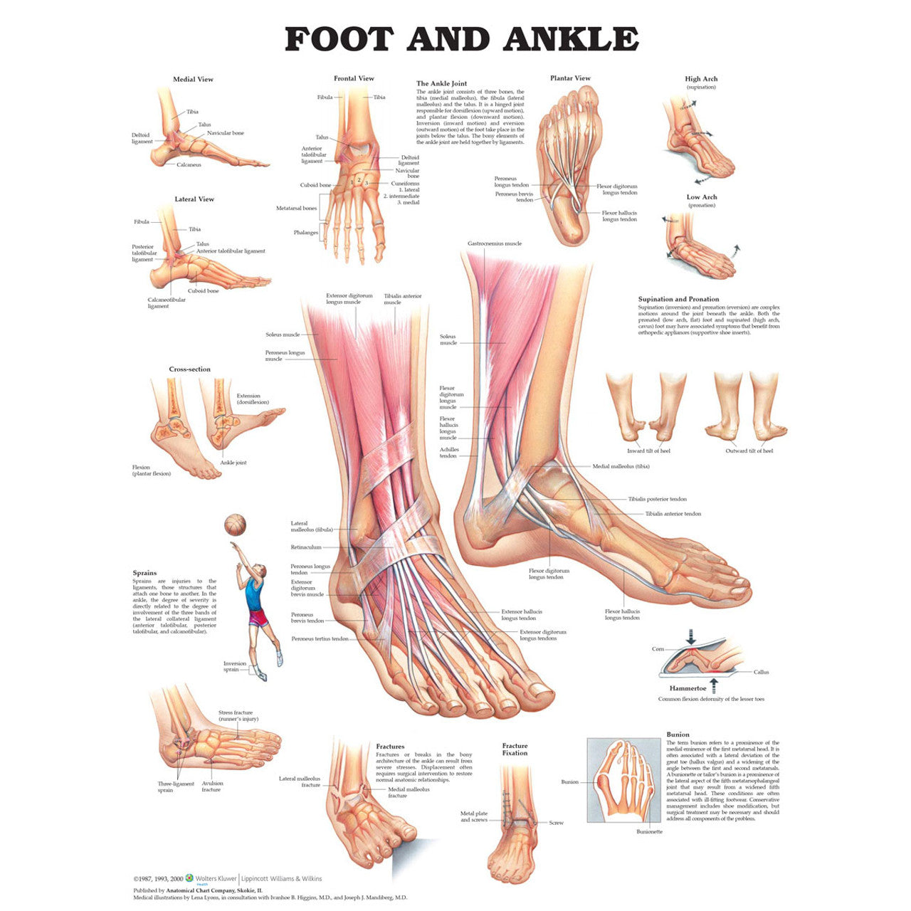 Foot and Ankle (Laminated) - physio supplies canada