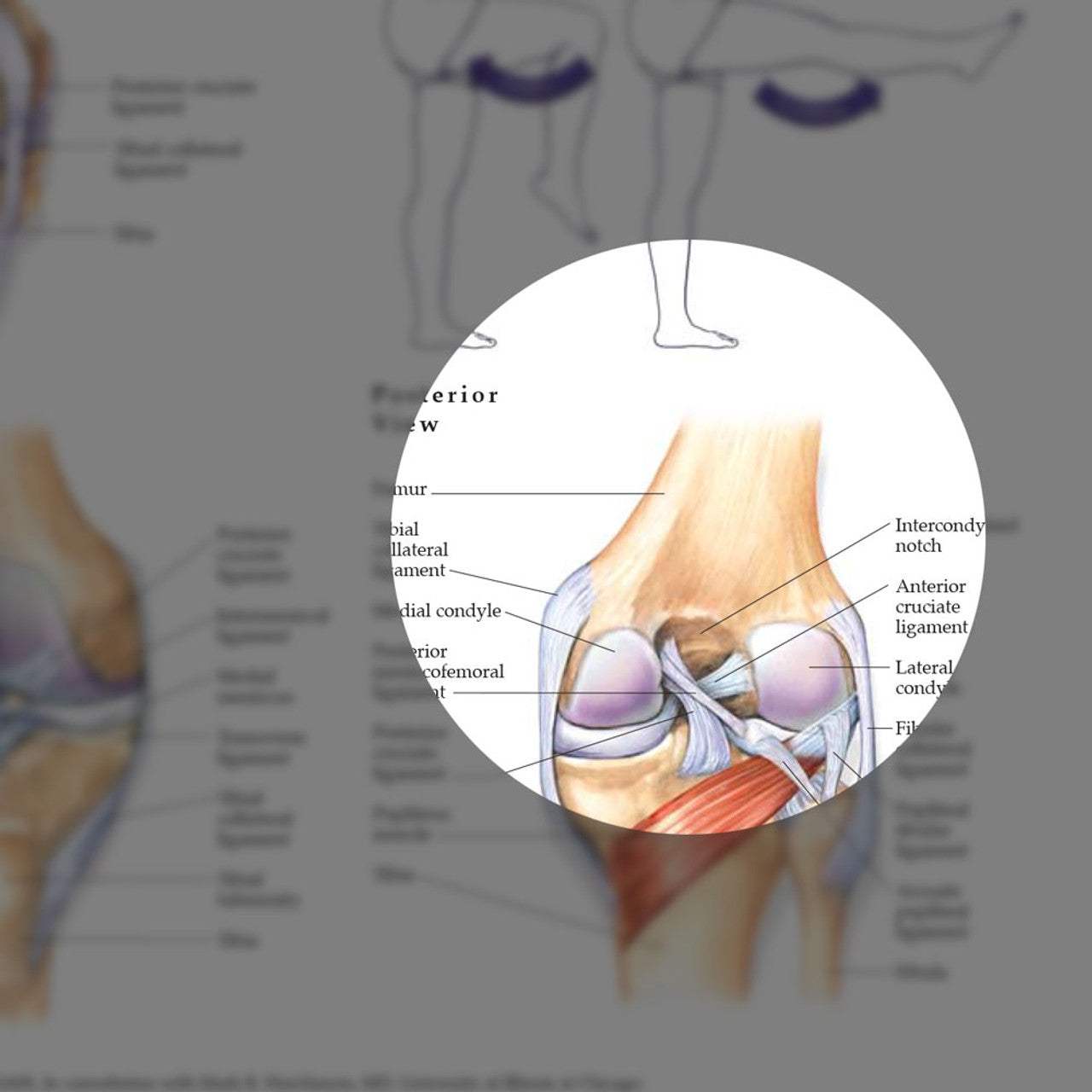 Hip & Knee ( Laminated) - physio supplies canada