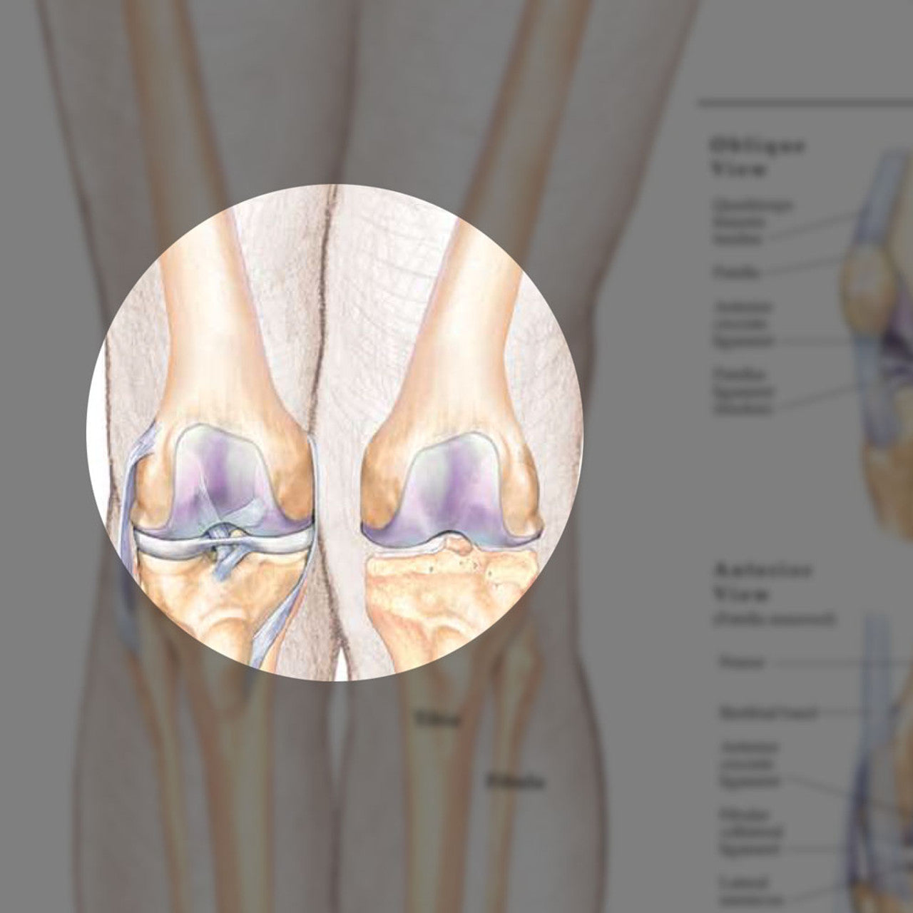 Hip & Knee ( Laminated) - physio supplies canada