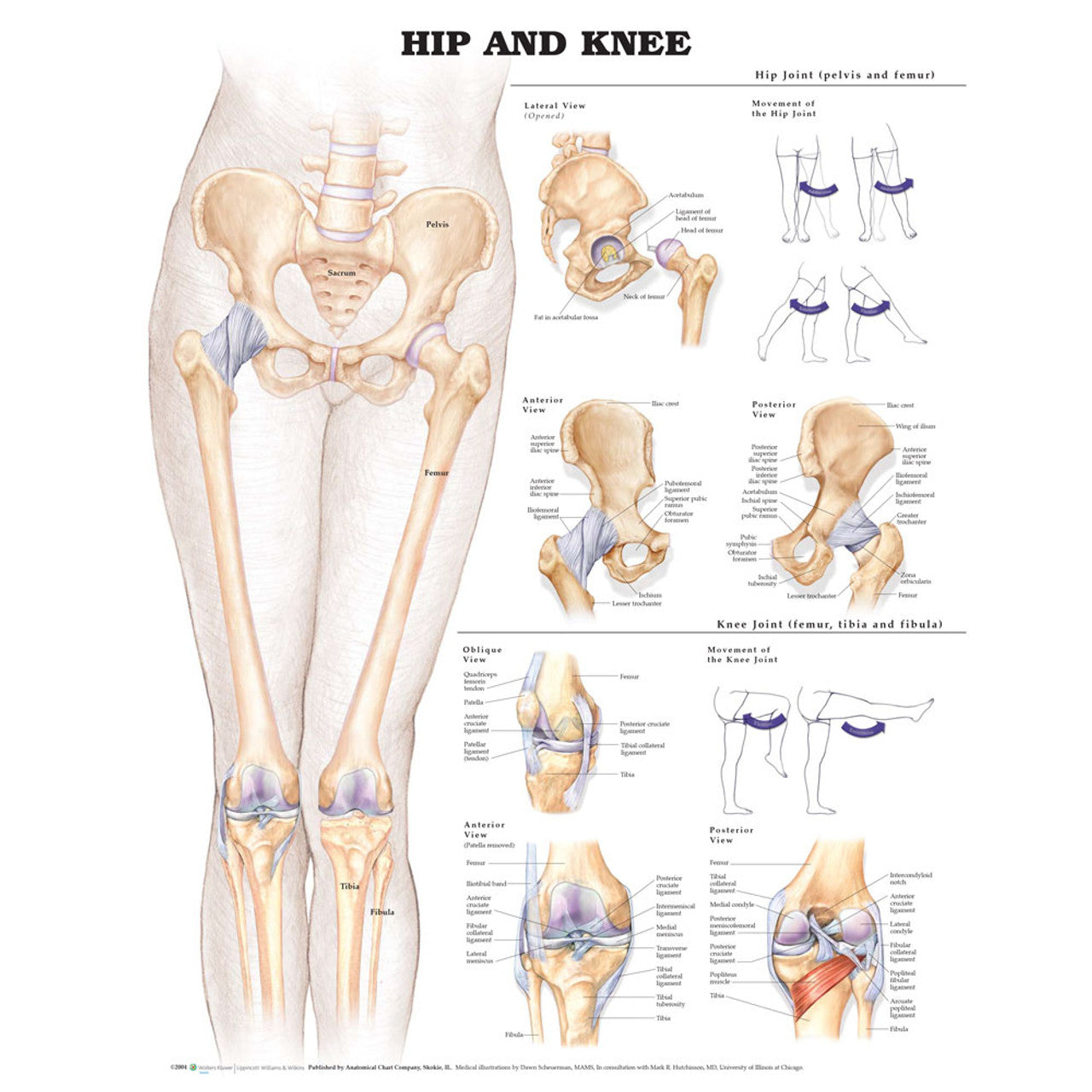 Hip & Knee ( Laminated) - physio supplies canada