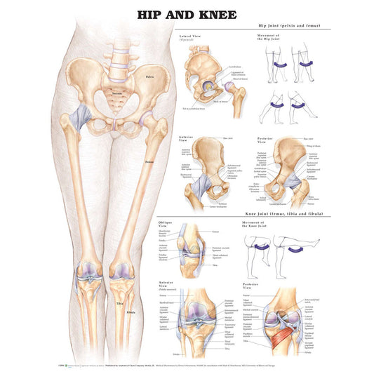 Hip & Knee ( Laminated) - physio supplies canada