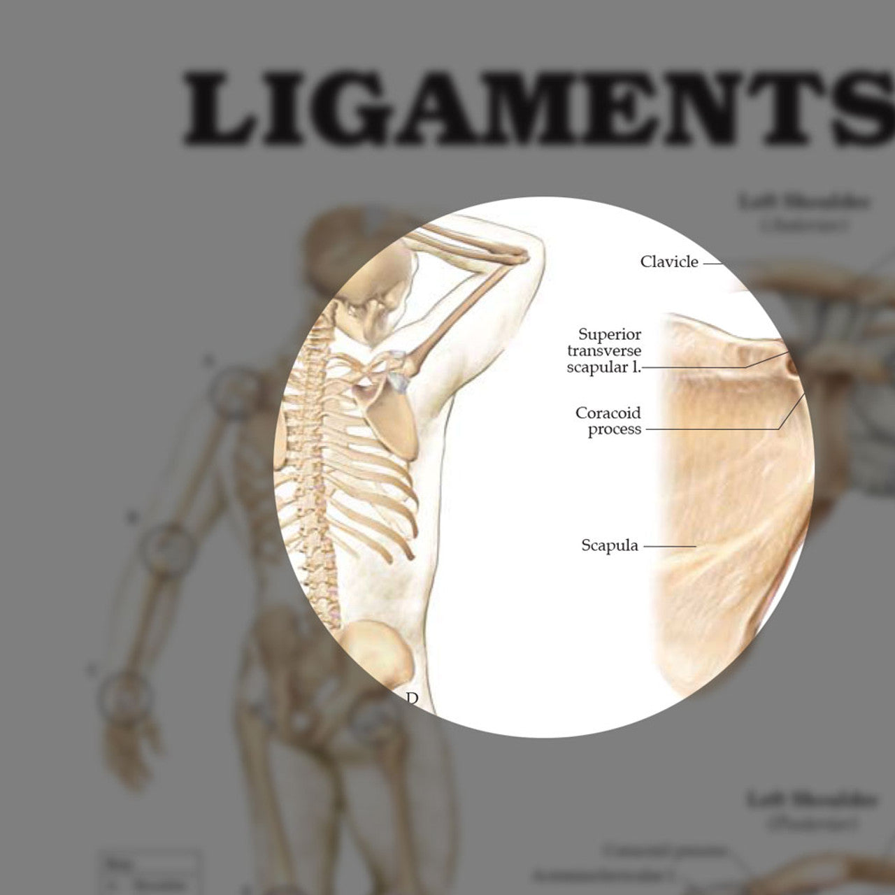 Ligaments of the Joints (Laminated) - physio supplies canada
