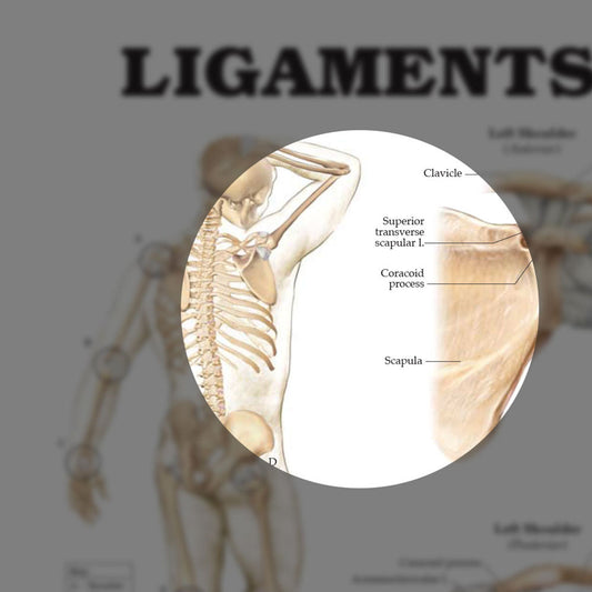 Ligaments of the Joints (Laminated) - physio supplies canada