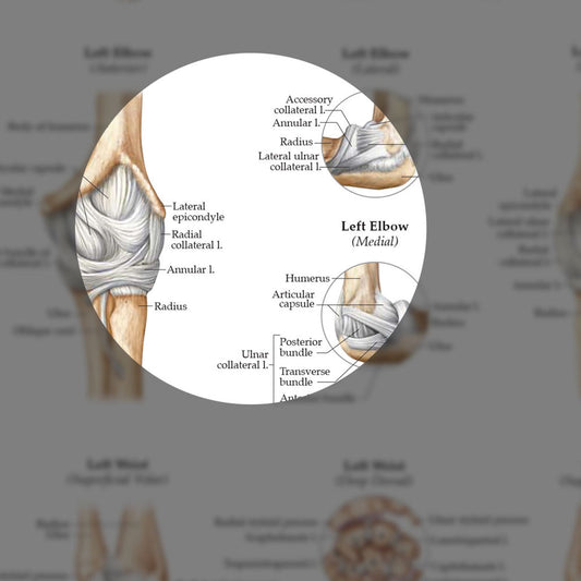Ligaments of the Joints (Laminated) - physio supplies canada