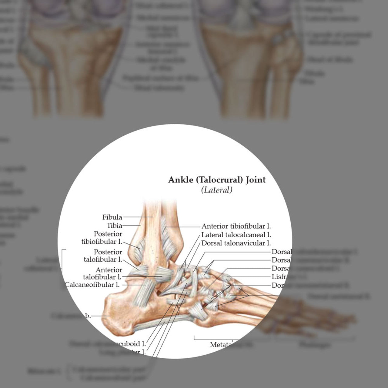 Ligaments of the Joints (Laminated) - physio supplies canada