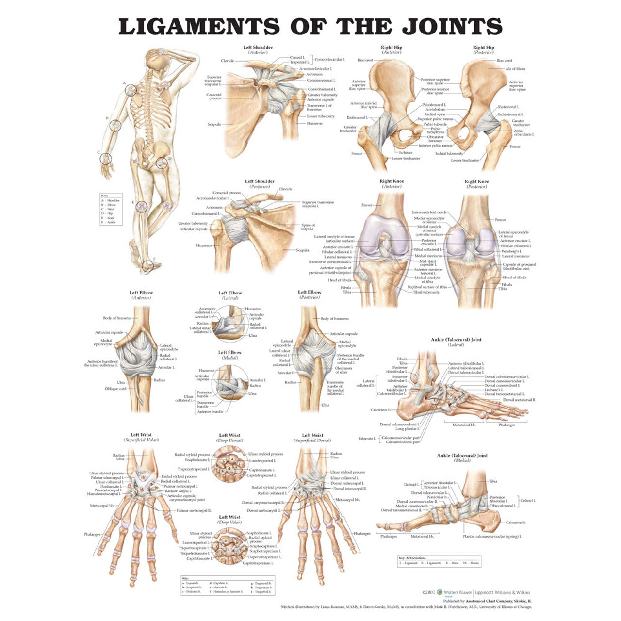Ligaments of the Joints (Laminated) - physio supplies canada