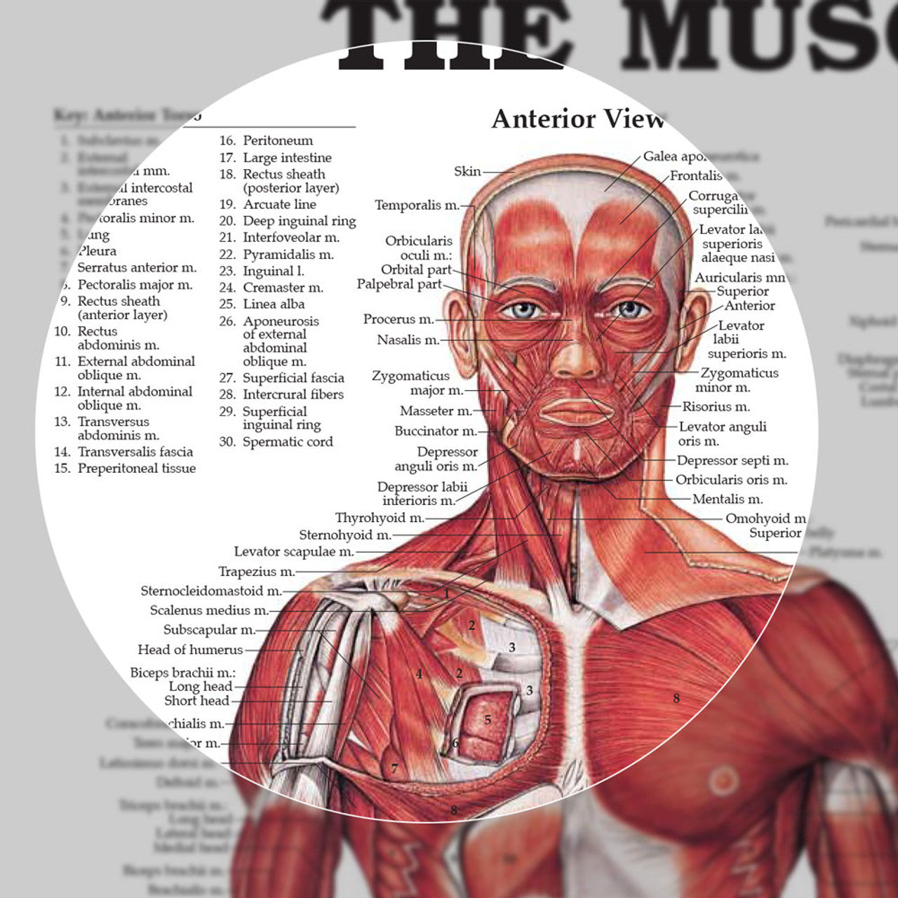 The Muscular System (Laminated) - physio supplies canada