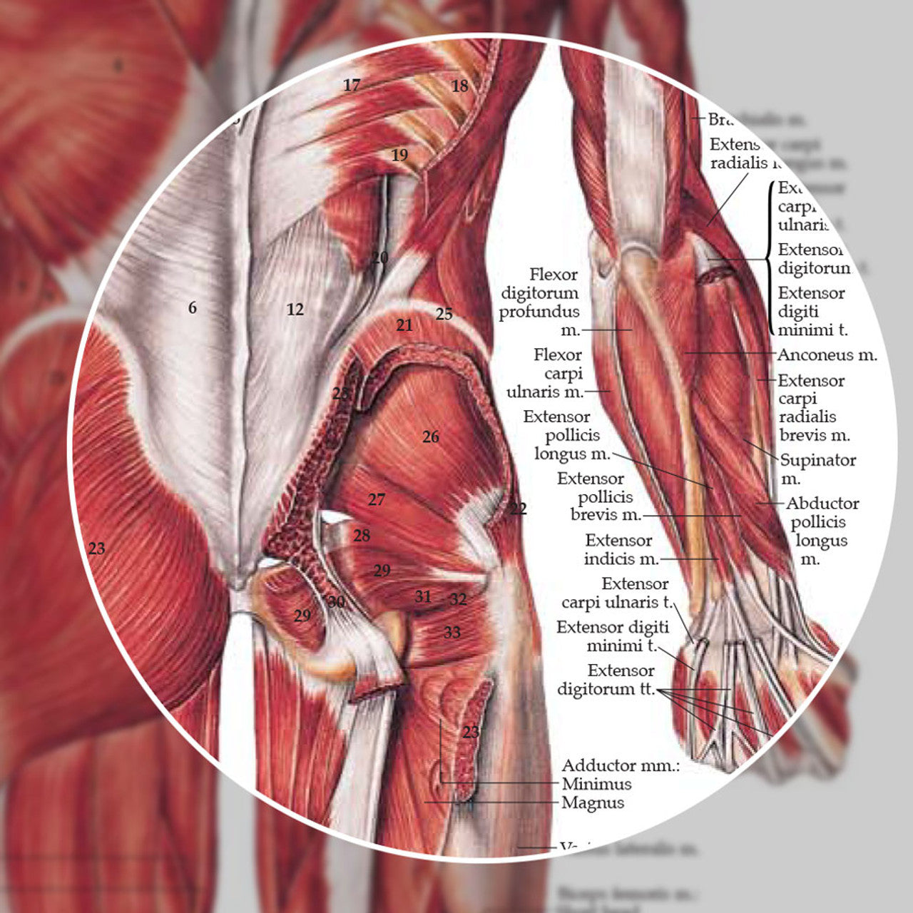 The Muscular System (Laminated) - physio supplies canada
