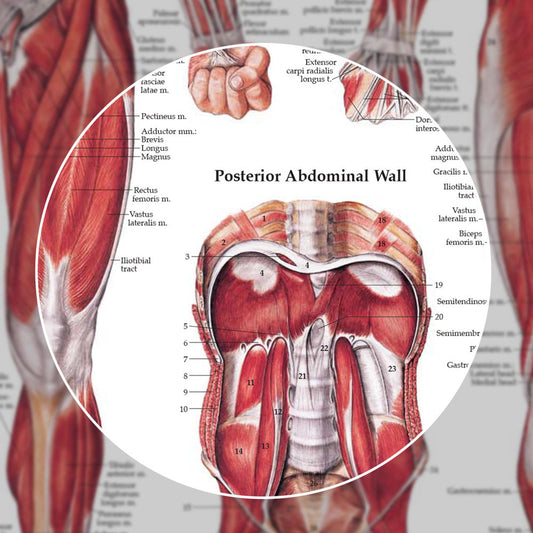 The Muscular System (Laminated) - physio supplies canada