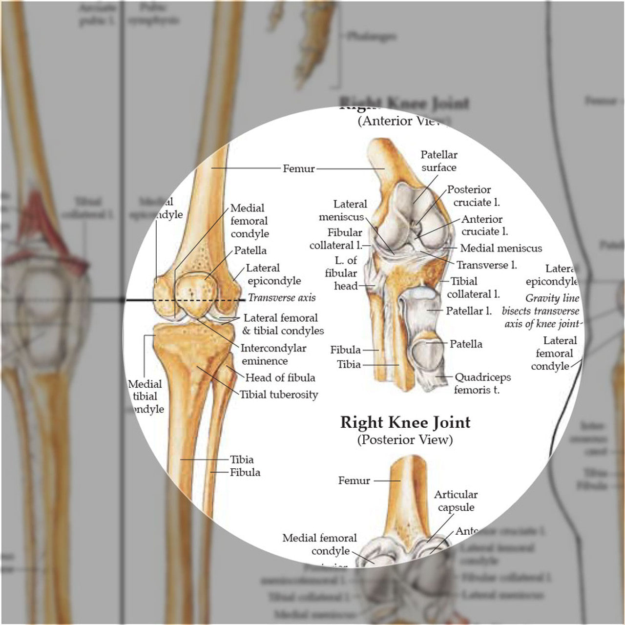 The Skeletal System (Laminated) - physio supplies canada
