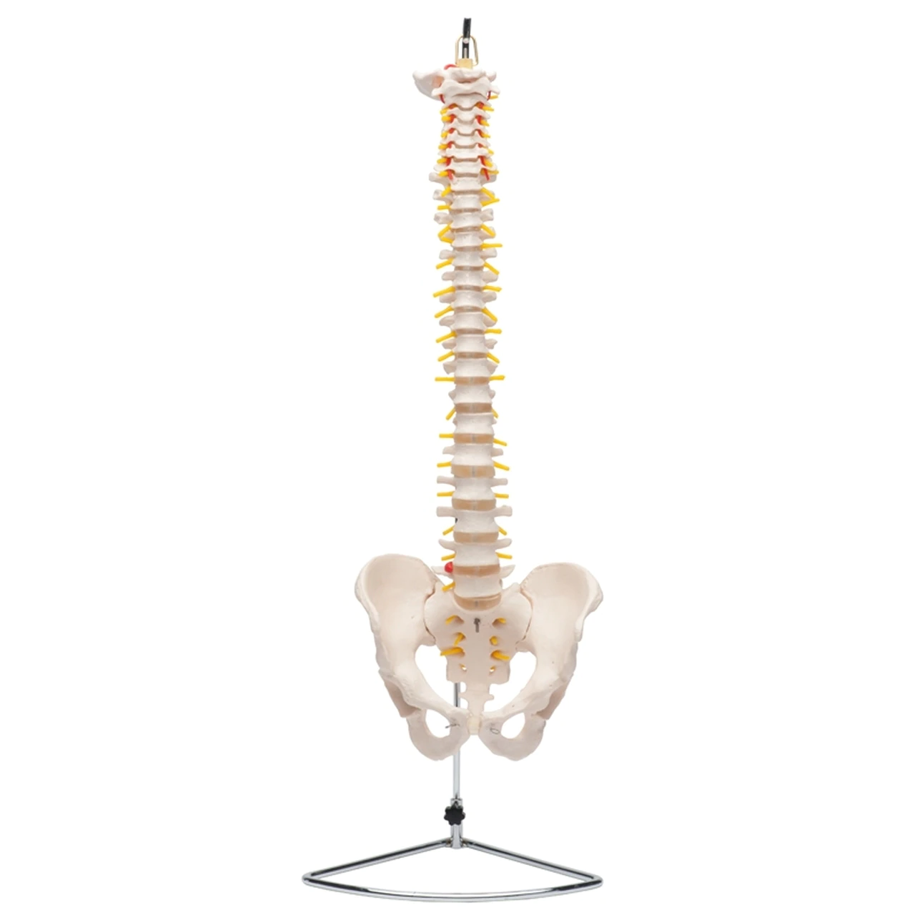 Standard Flexible Spine with Stand - physio supplies canada