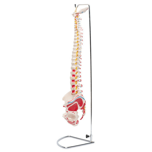 Flexible Spine Model, Painted Muscle Insertions with Stand - physio supplies canada