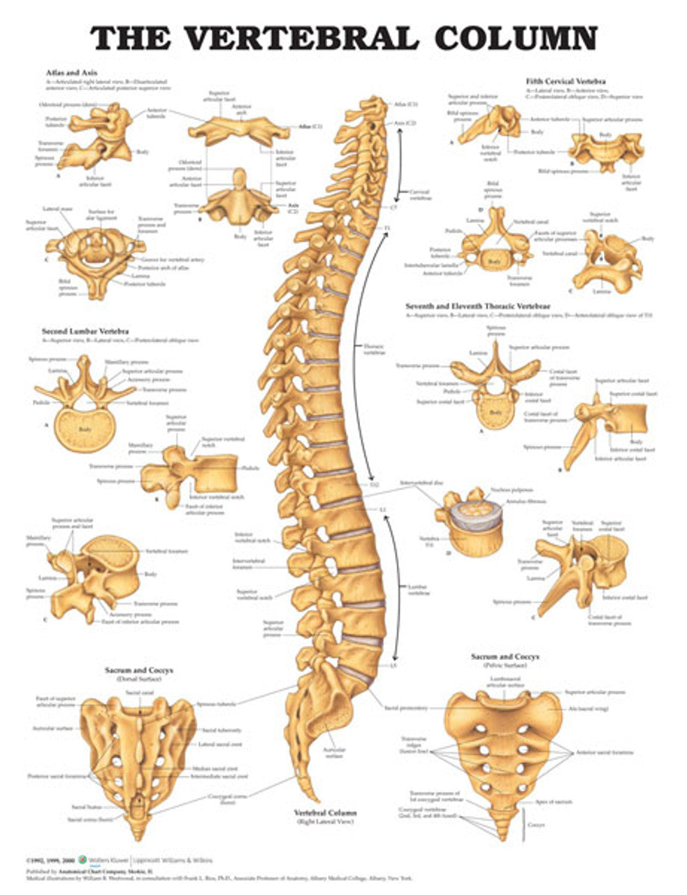 The Vertebral Column ( Laminated) - physio supplies canada
